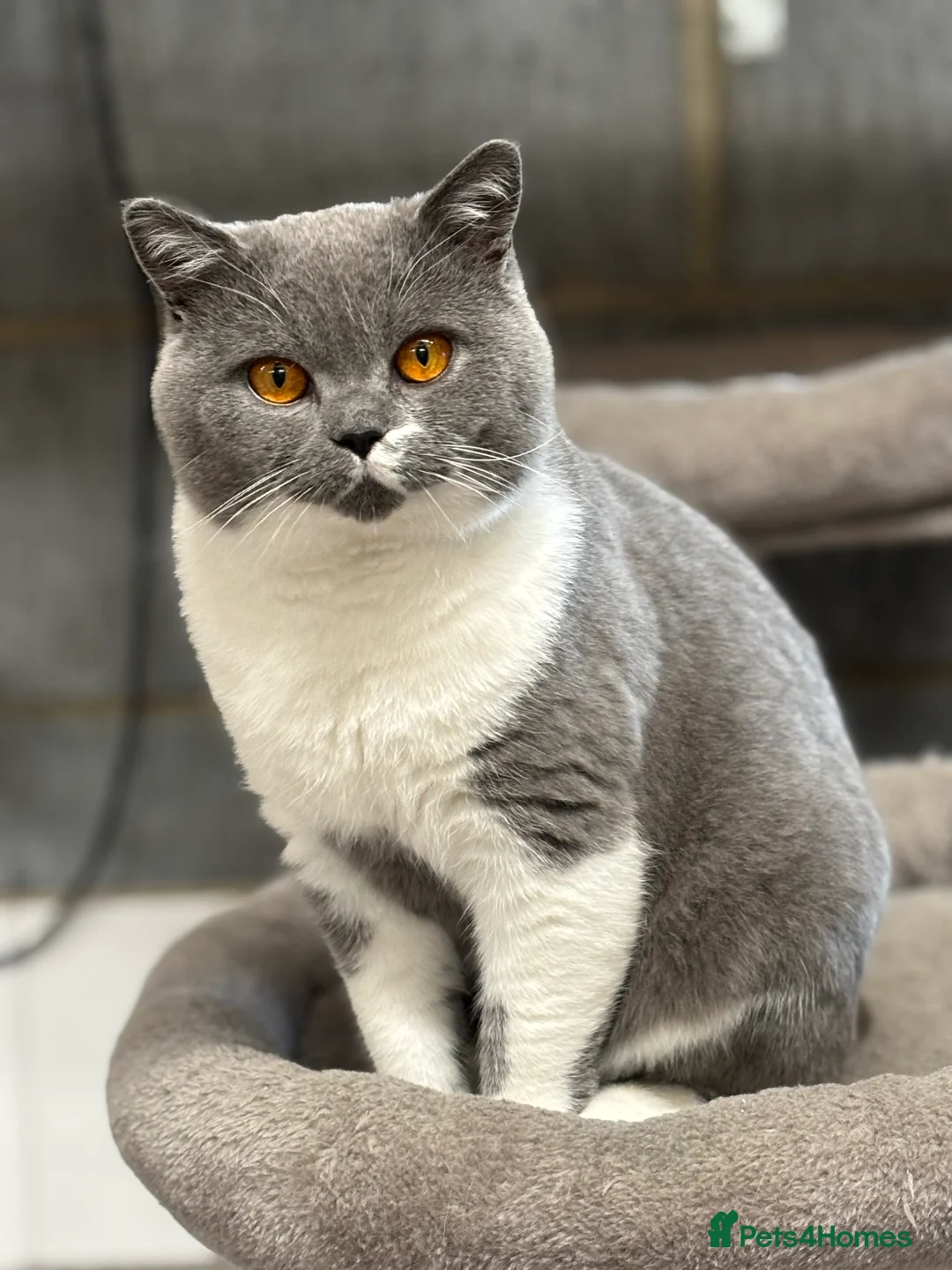 British Shorthair cats for stud: Stunning Reg Blue & White Bicolour for Stud  - Advert 2