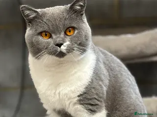 British Shorthair cats Stunning Reg Blue & White Bicolour for Stud - Advert 20