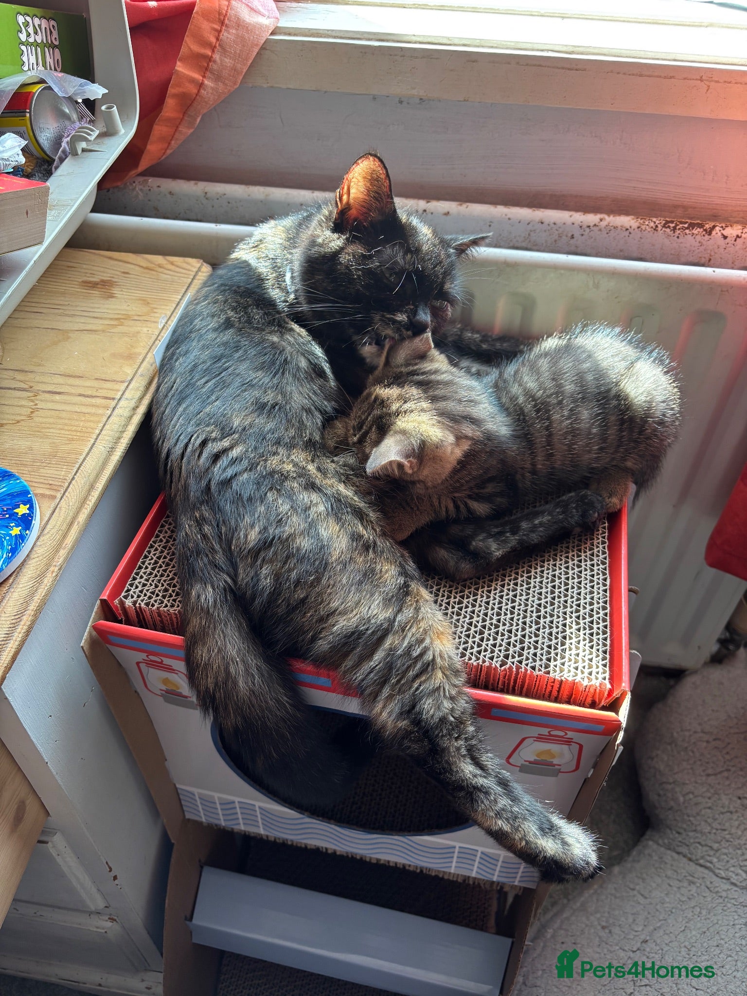 Mixed Breed cats 2 Beautiful kittens 1 boy 1 girl - Advert 7
