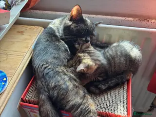 Mixed Breed cats 2 Beautiful kittens 1 boy 1 girl - Advert 1