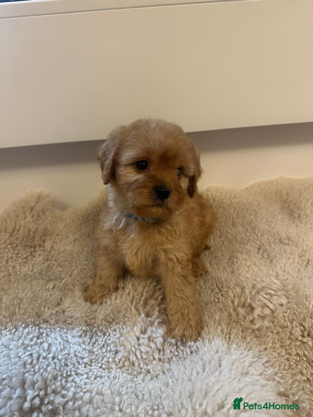 Cavapoo dogs for sale: Beautiful Red Cavapoo puppies for sale  - Advert 3