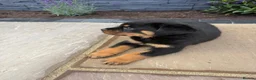 Rottweiler dogs for sale: FULLKC GERMAN LINES🏆💙 2BOYS LICENSED BREEDER 5⭐️ - Advert 5
