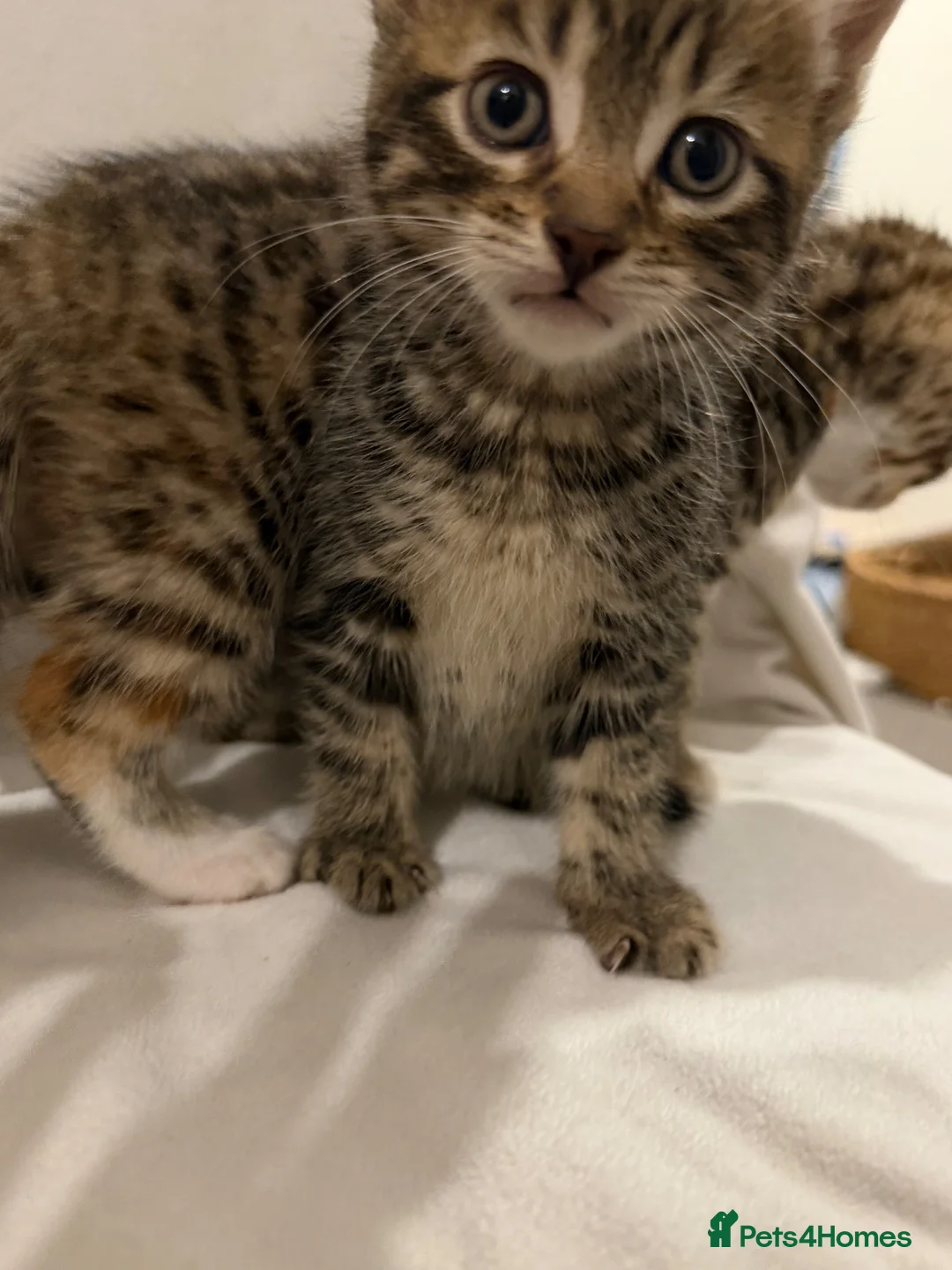 Mixed Breed cats for sale: Bengal Mix Kittens - Advert 2