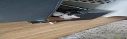 Mixed Breed cats for sale: 3 kittens for sale  - Advert 4