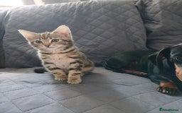 Mixed Breed cats for sale: Tabby kittens for sale - Image 9
