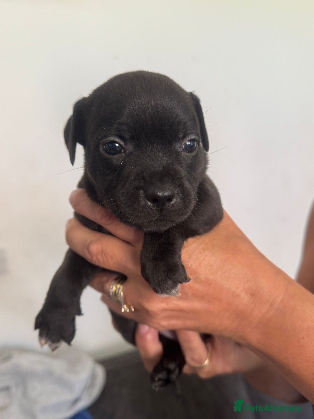 Staffordshire Bull Terrier dogs for sale: Staffordshire bull terrier pups - Image 8