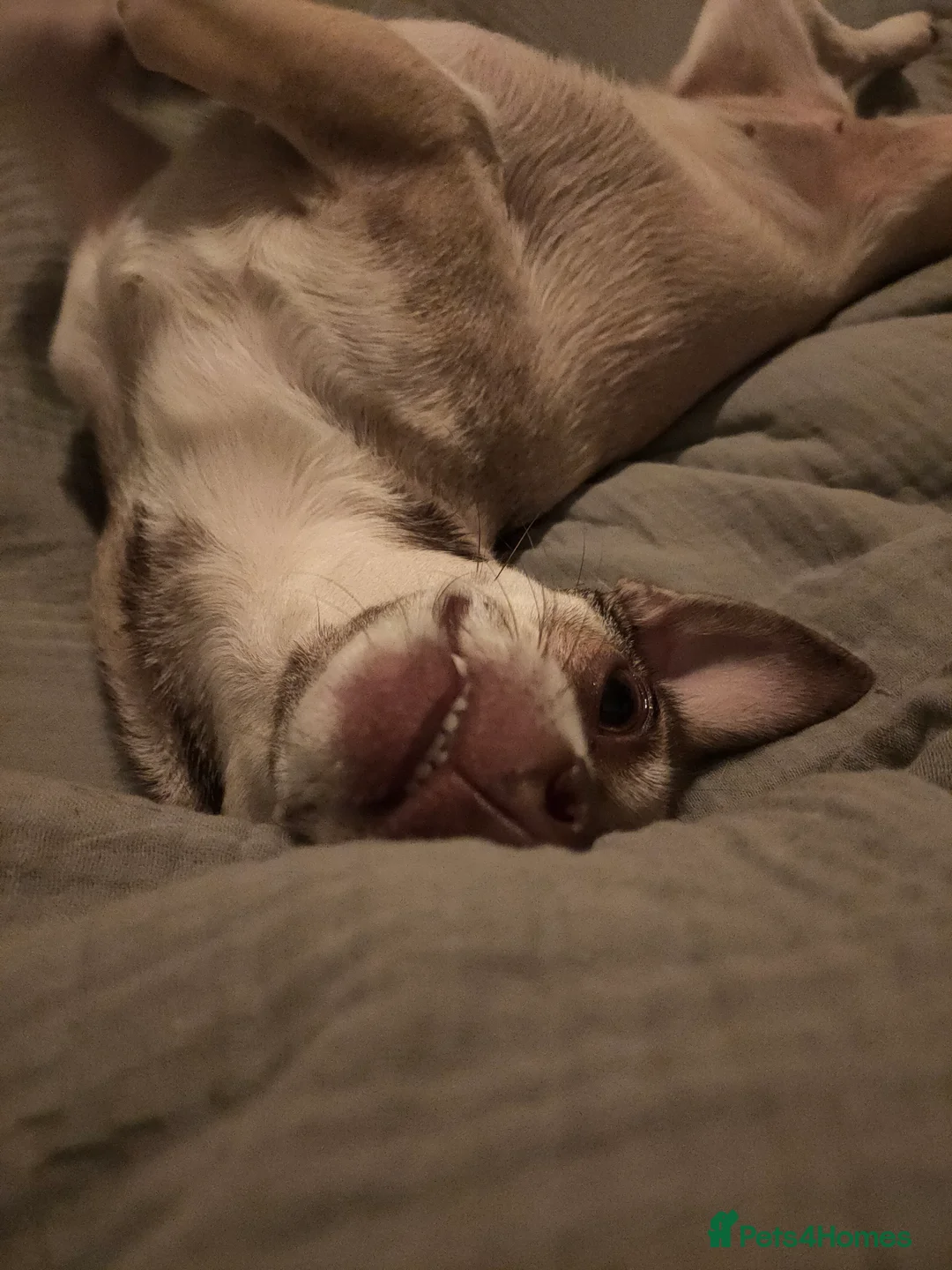 Chihuahua dogs for adoption: Looking for a new home where I'm the only dog  - Advert 2