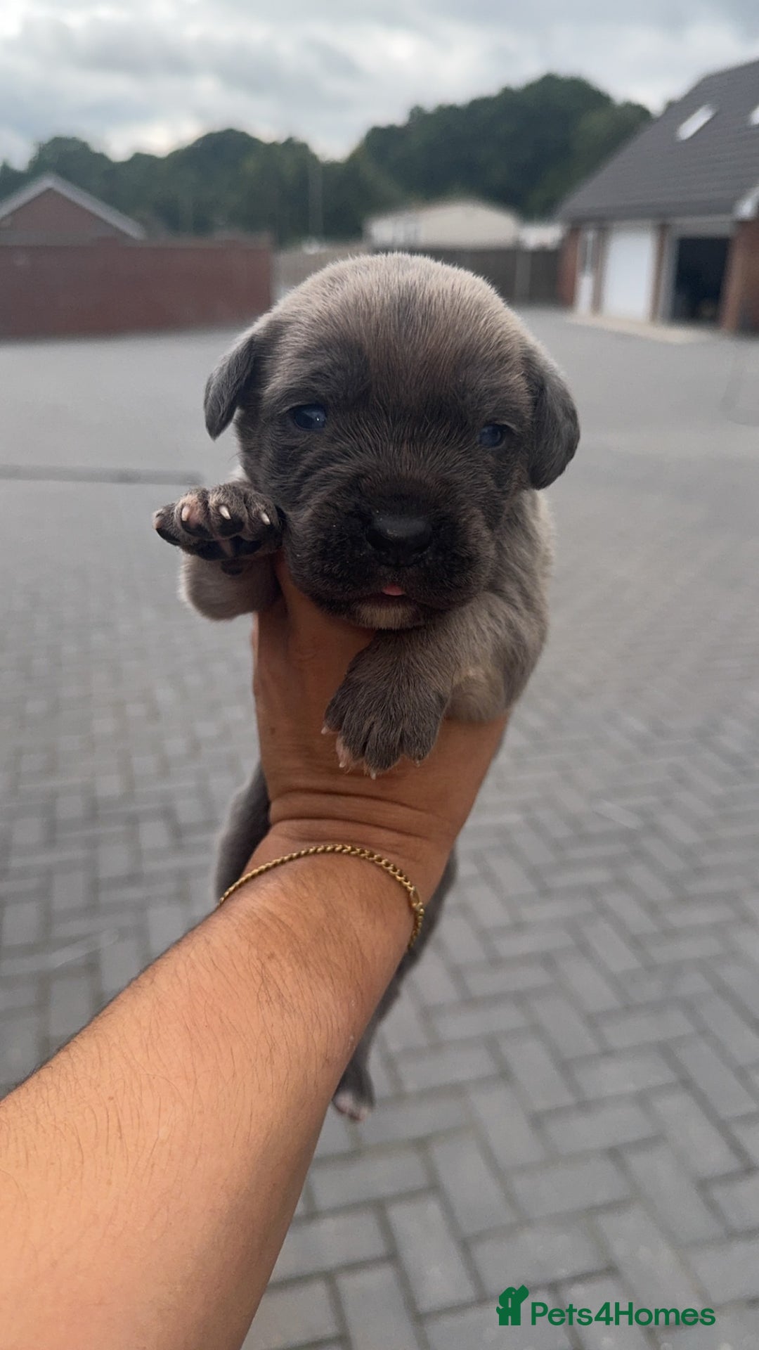 Cane Corso dogs for sale: cane corso puppy’s! - Image 7