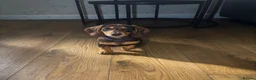 Miniature Dachshund dogs for sale: Beautiful Chocolate & Cream Miniature Dachshund - Advert 7