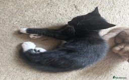 Mixed Breed cats for sale: 3 beautiful playful kittens  - Image 30