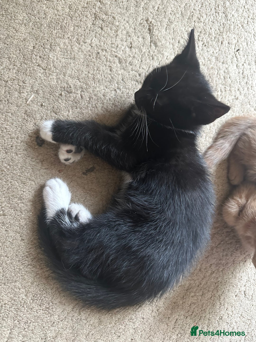 Mixed Breed cats for sale: 3 beautiful playful kittens  - Image 30