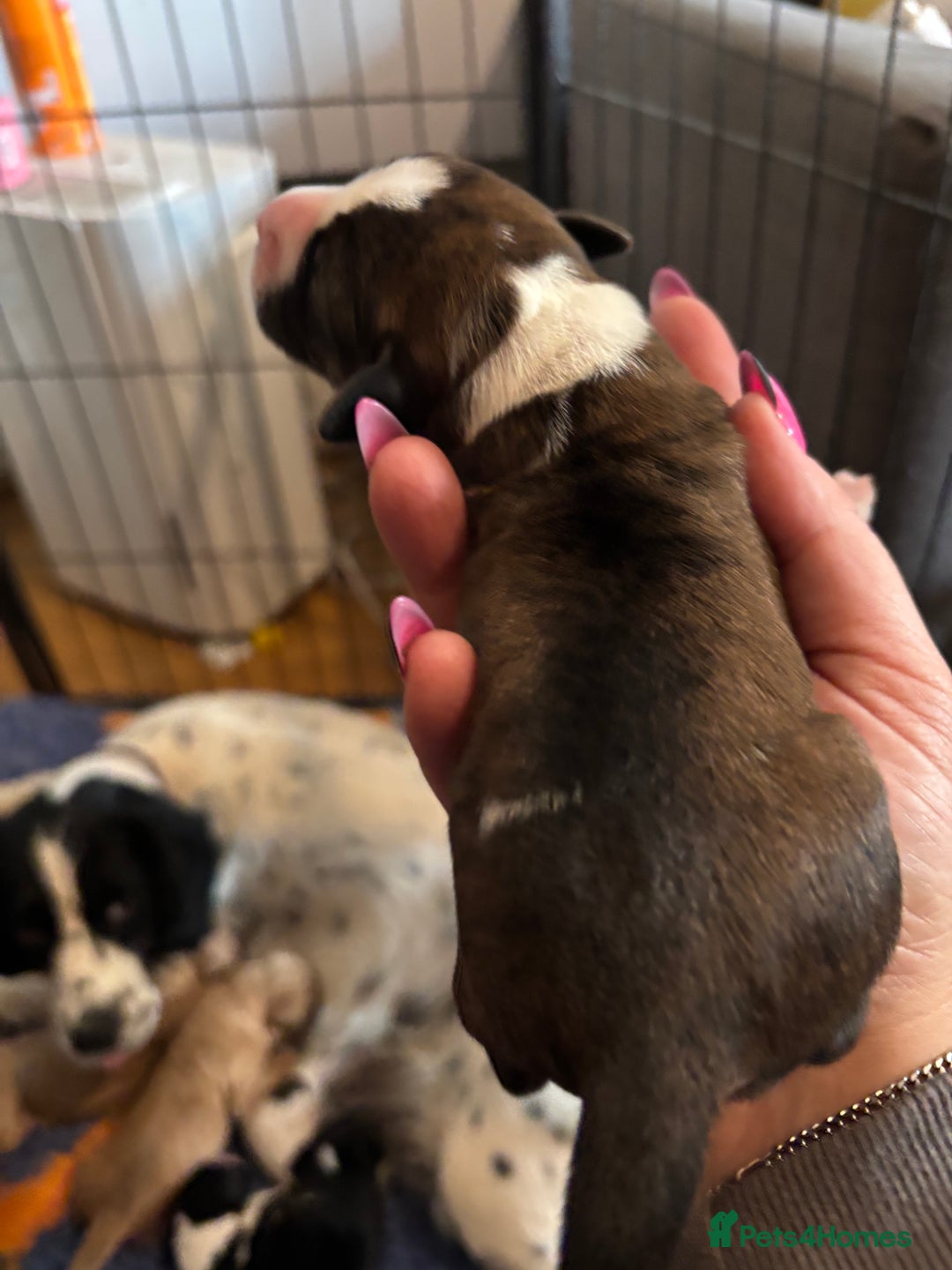 Cocker Spaniel dogs for sale: Beautiful cocker puppies  - Image 4