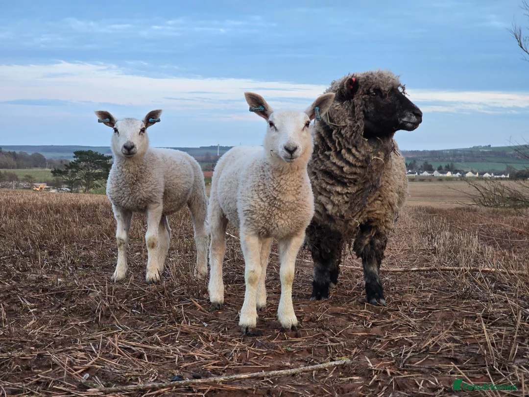 Sheep livestock for sale: Selection of Very tame sheep  in Laurencekirk - Advert 1