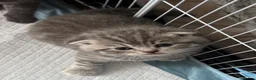 Scottish Fold cats for sale: 5 Beautiful Scottish Fold & straight Kittens - Advert 4