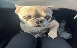 French Bulldog dogs for sale: Pablo - Advert 16