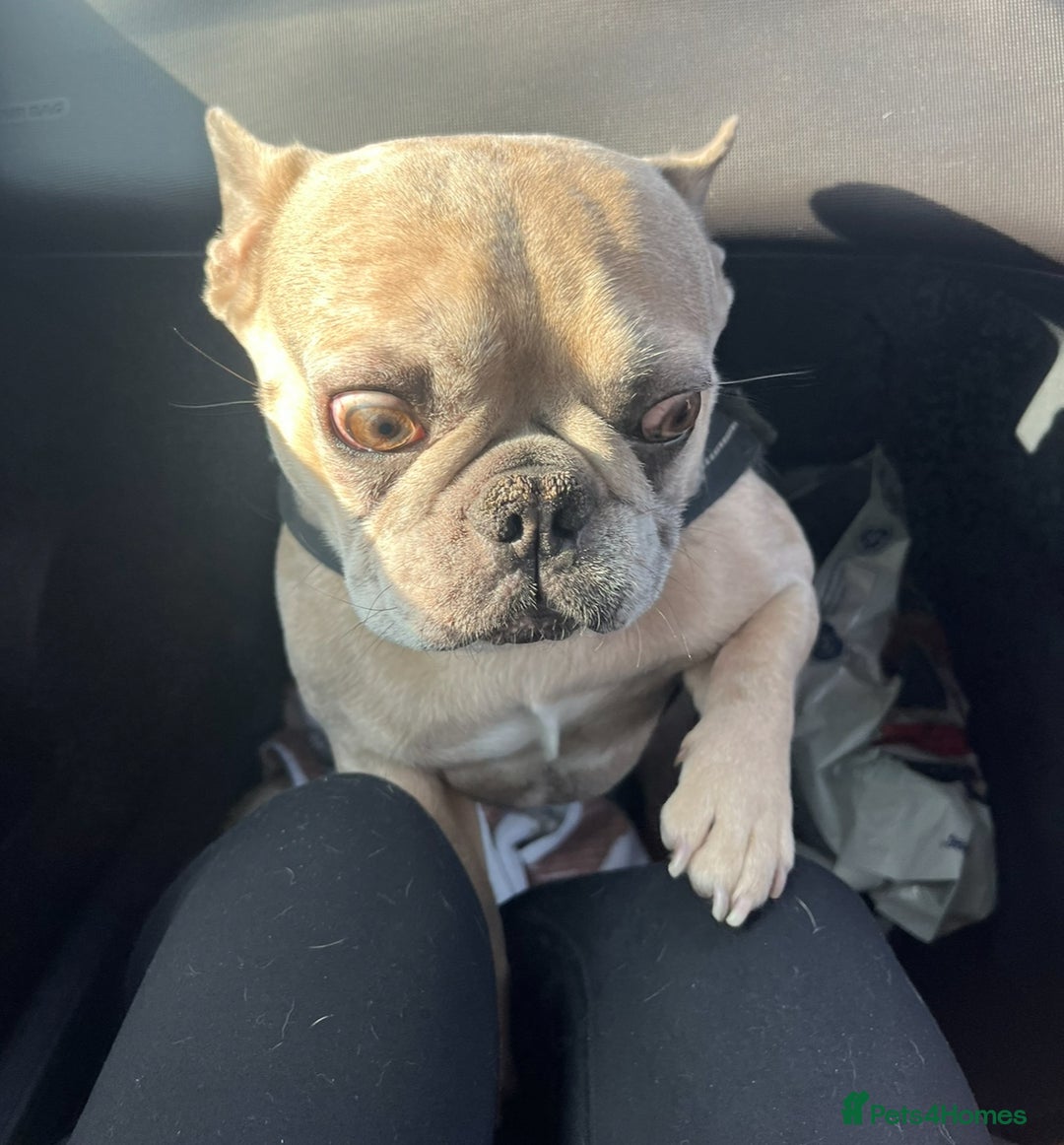French Bulldog dogs for sale: Pablo - Advert 16