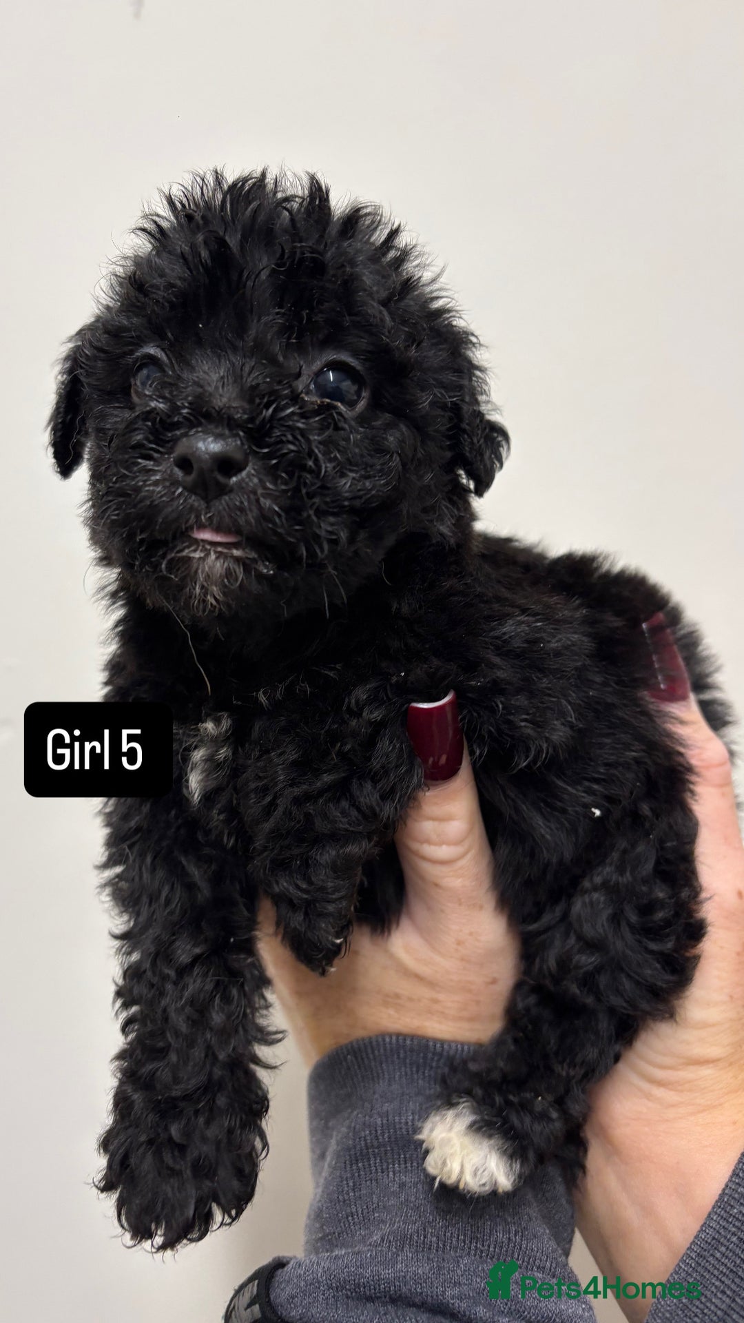 Jackapoo dogs for sale: KC Type jackapoo puppies ready to leave 3rd jan  - Advert 8