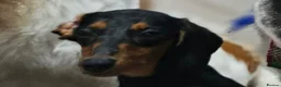 Miniature Dachshund dogs for sale: Miniature Dachshund for sale - Advert 5