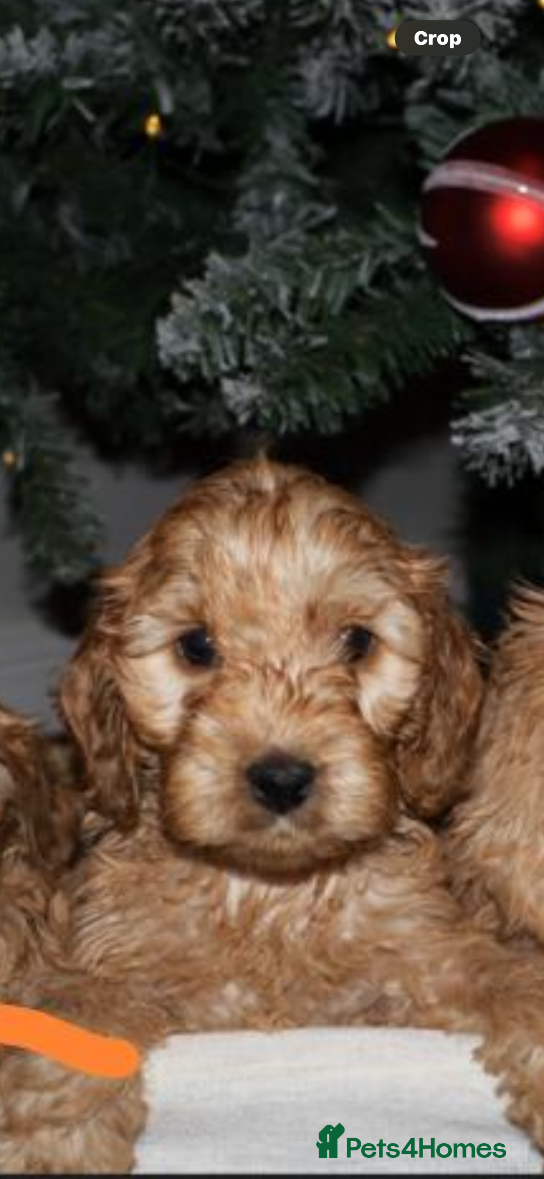 Cockapoo dogs for sale: F1 RARE VILLASPANIOL CHAMPION LINE  COCKAPOOS  - Advert 4