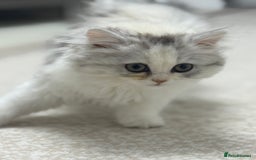 Persian cats for sale: Lovely Persian cats  - Image 40