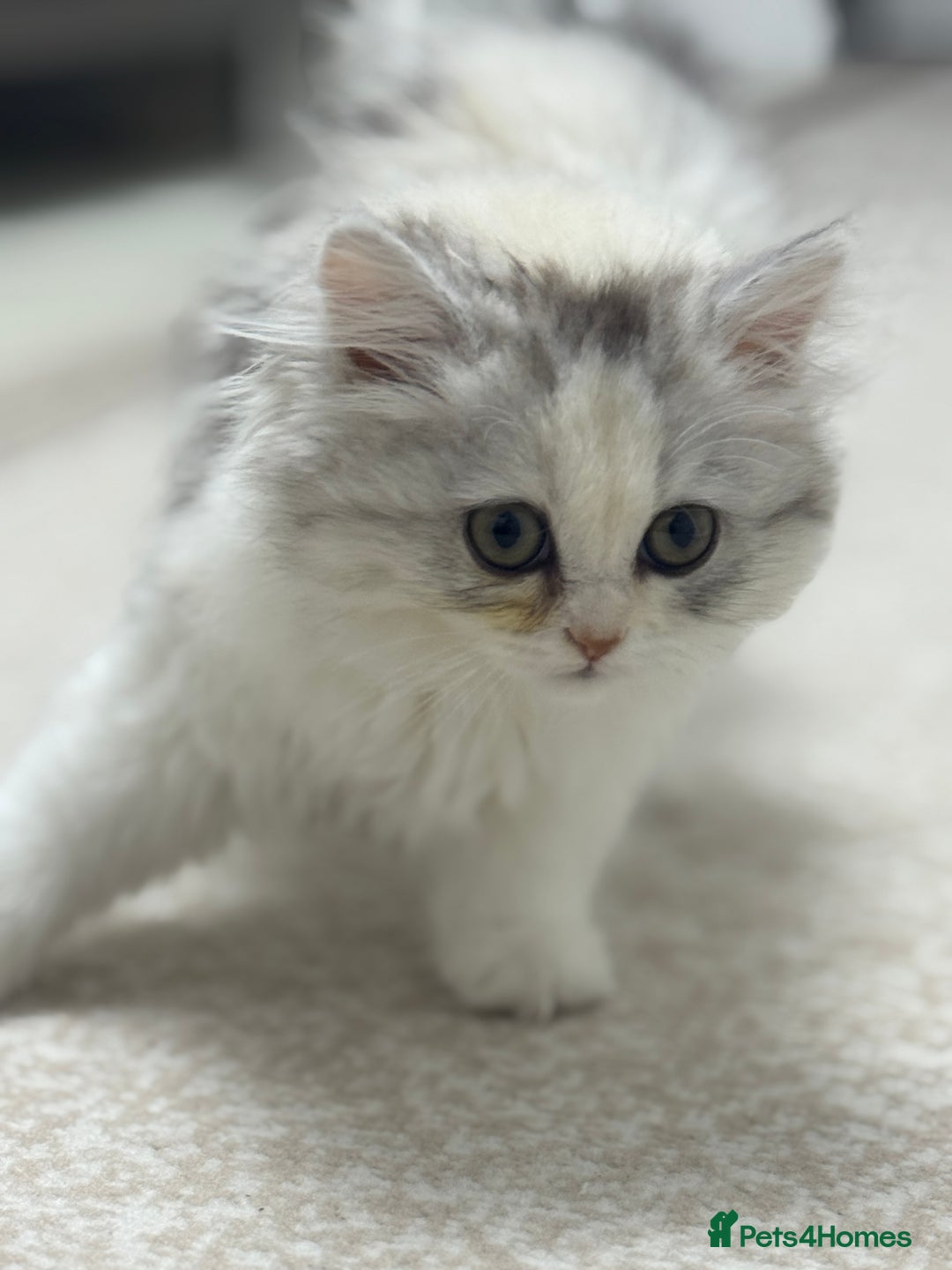 Persian cats for sale: Lovely Persian cats  - Image 40