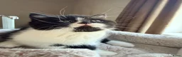 British Shorthair cats for sale: Amazing mix of colours from my pet Poppet - Advert 4