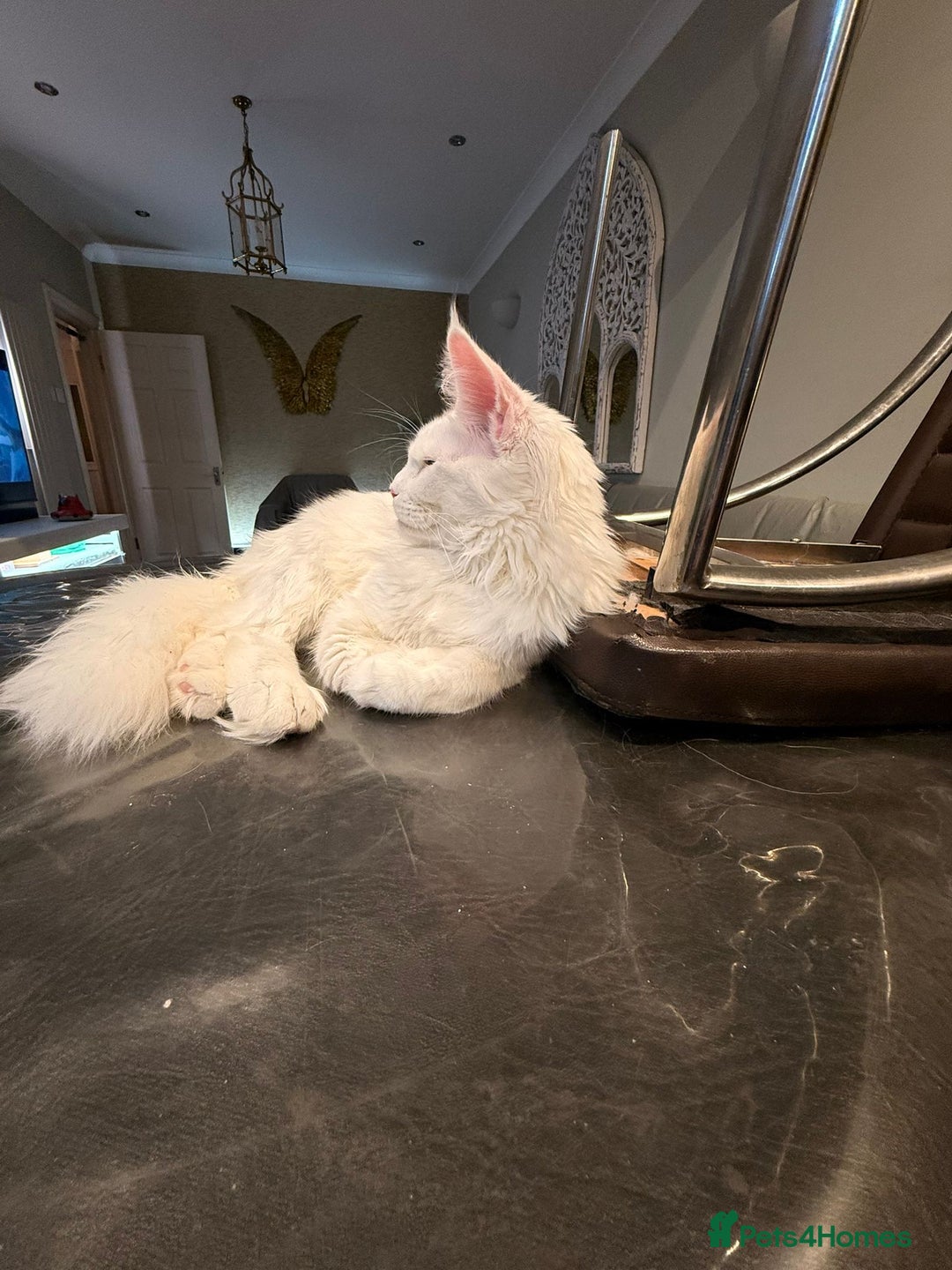 Maine Coon cats for sale: TICA-Registered Russian Bloodline Maine Coon Kitte - Advert 3