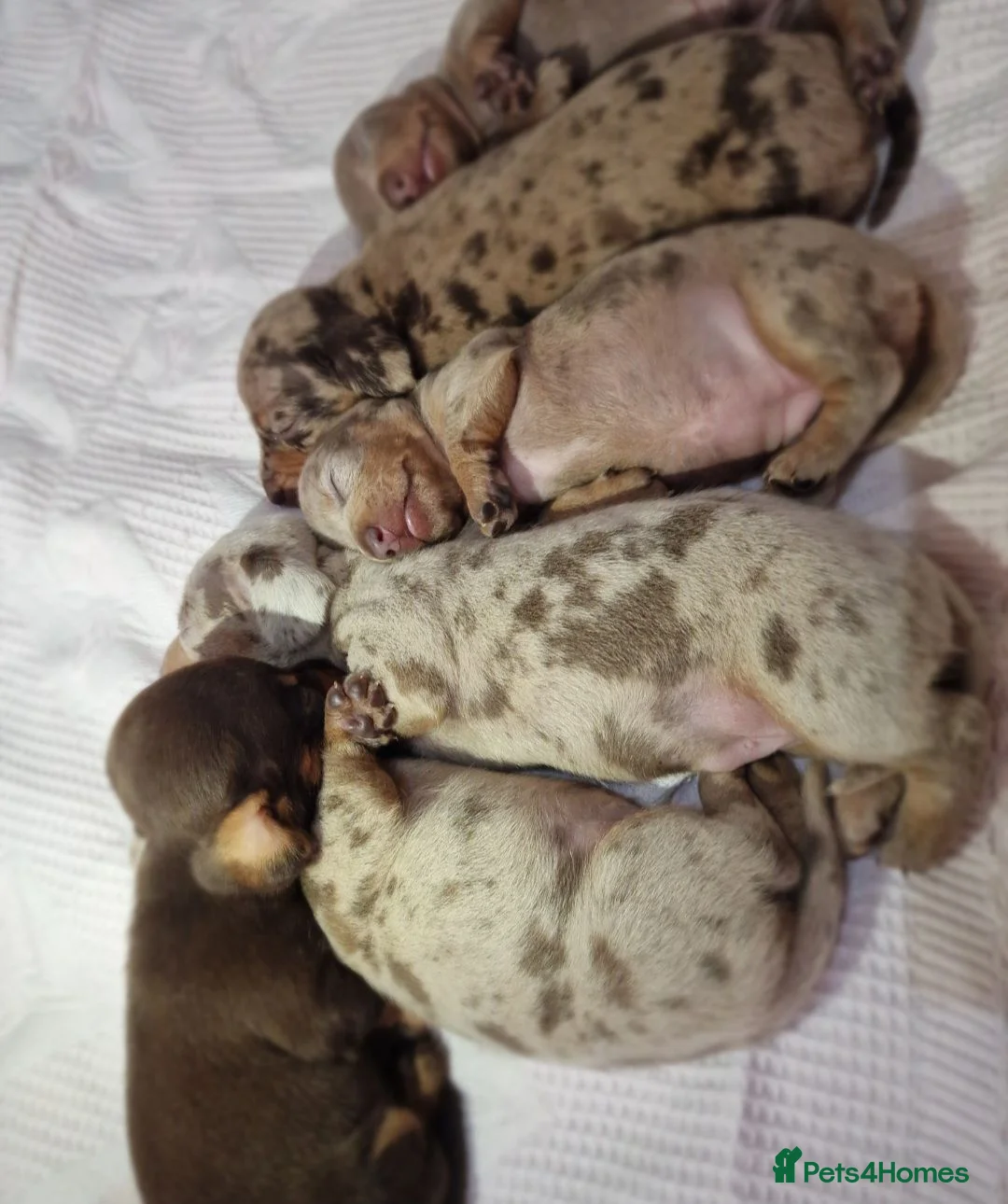 Miniature Dachshund dogs for sale: Beautiful daschund babys ❤️❤️ - Advert 11