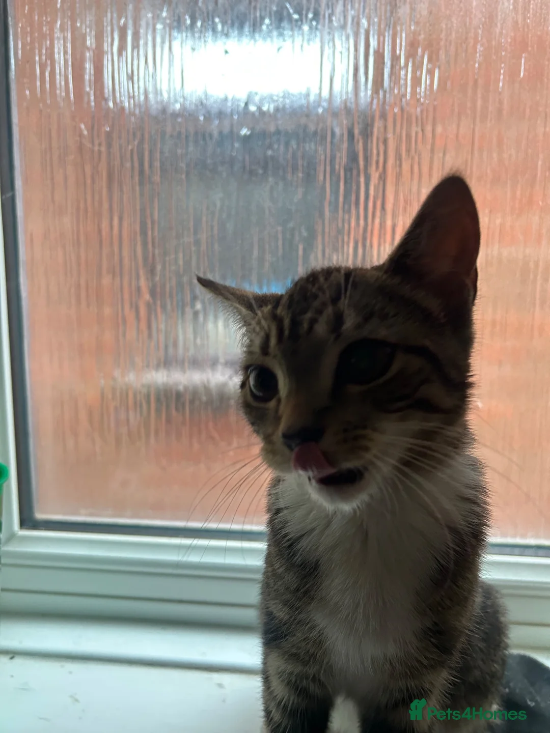 Mixed Breed cats for sale: Female Kitteb for sale in Birmingham - Advert 2