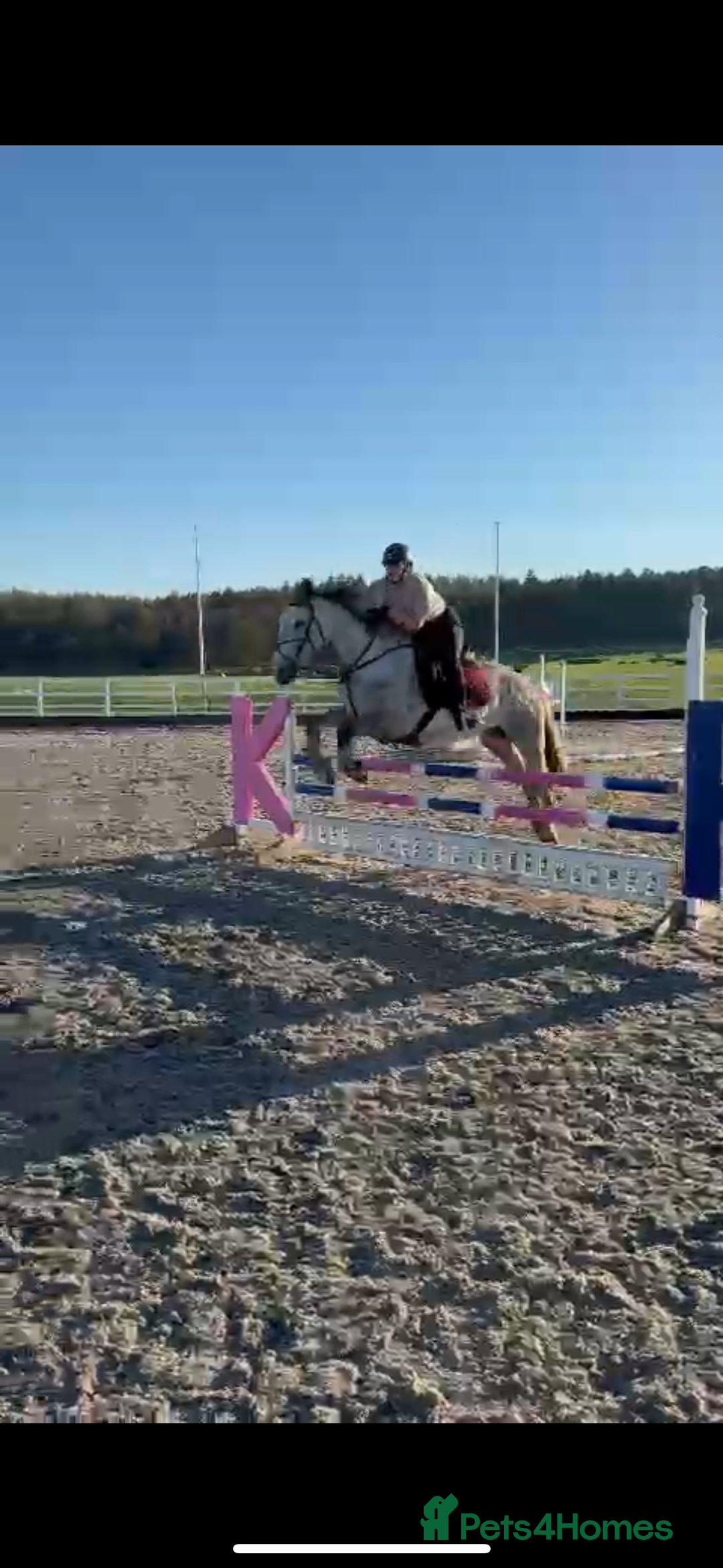 Irish Draught horses for sale: 16.3hh all round mare for sale  - Advert 16