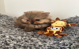 Pomeranian dogs for sale: Beautiful KC teeny quality Pomeranian puppies. - Image 4