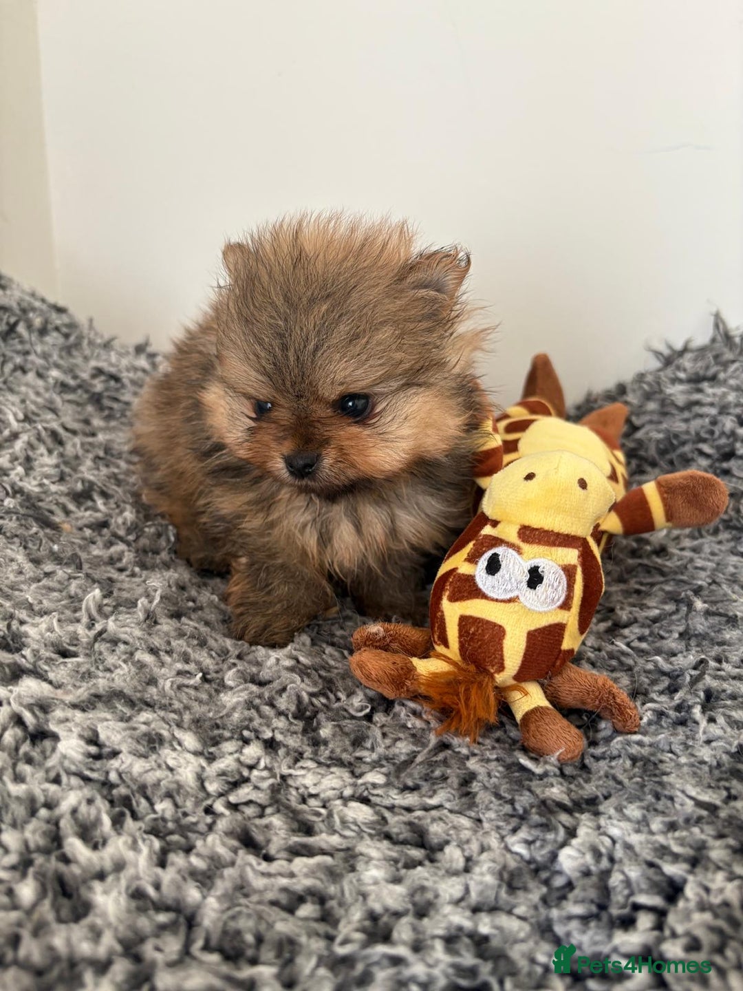 Pomeranian dogs for sale: Beautiful KC teeny quality Pomeranian puppies. - Image 4