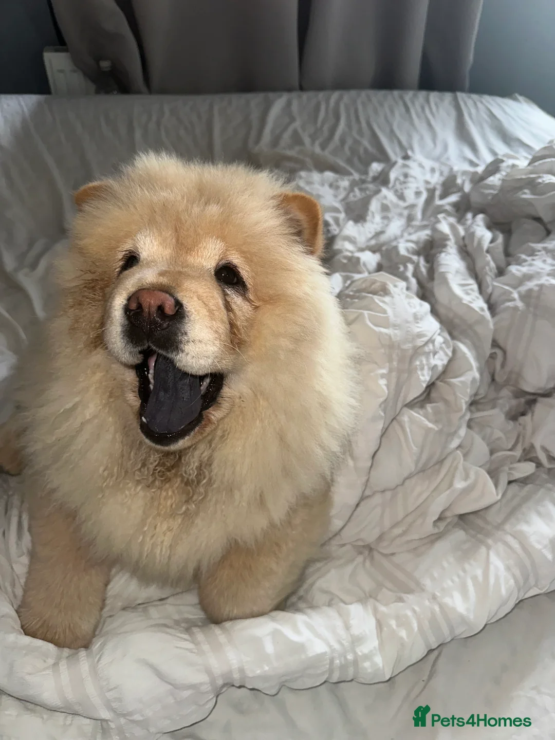 Chow Chow dogs for sale: KC Registered Female Chow Chow  - Advert 3