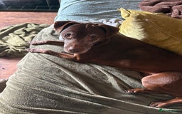Patterdale Terrier dogs for sale: Female Patterdale Terrier Terri - Image 1