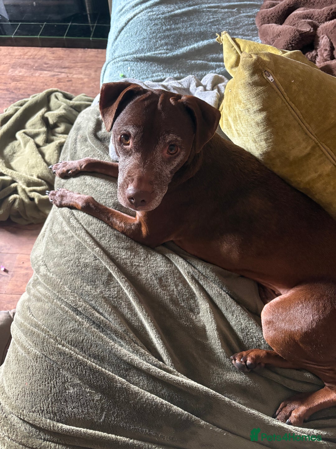 Patterdale Terrier dogs for sale: Female Patterdale Terrier Terri - Image 1