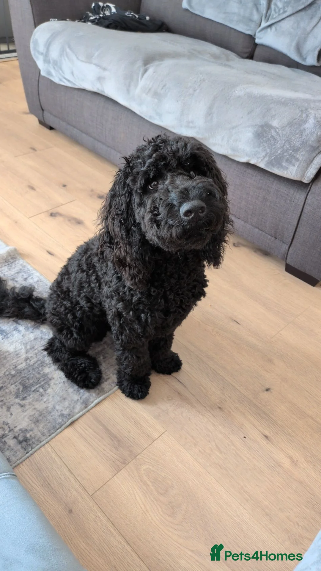 Cockapoo dogs for sale: 9 month old cockerpoo in Stoke-on-Trent - Advert 5