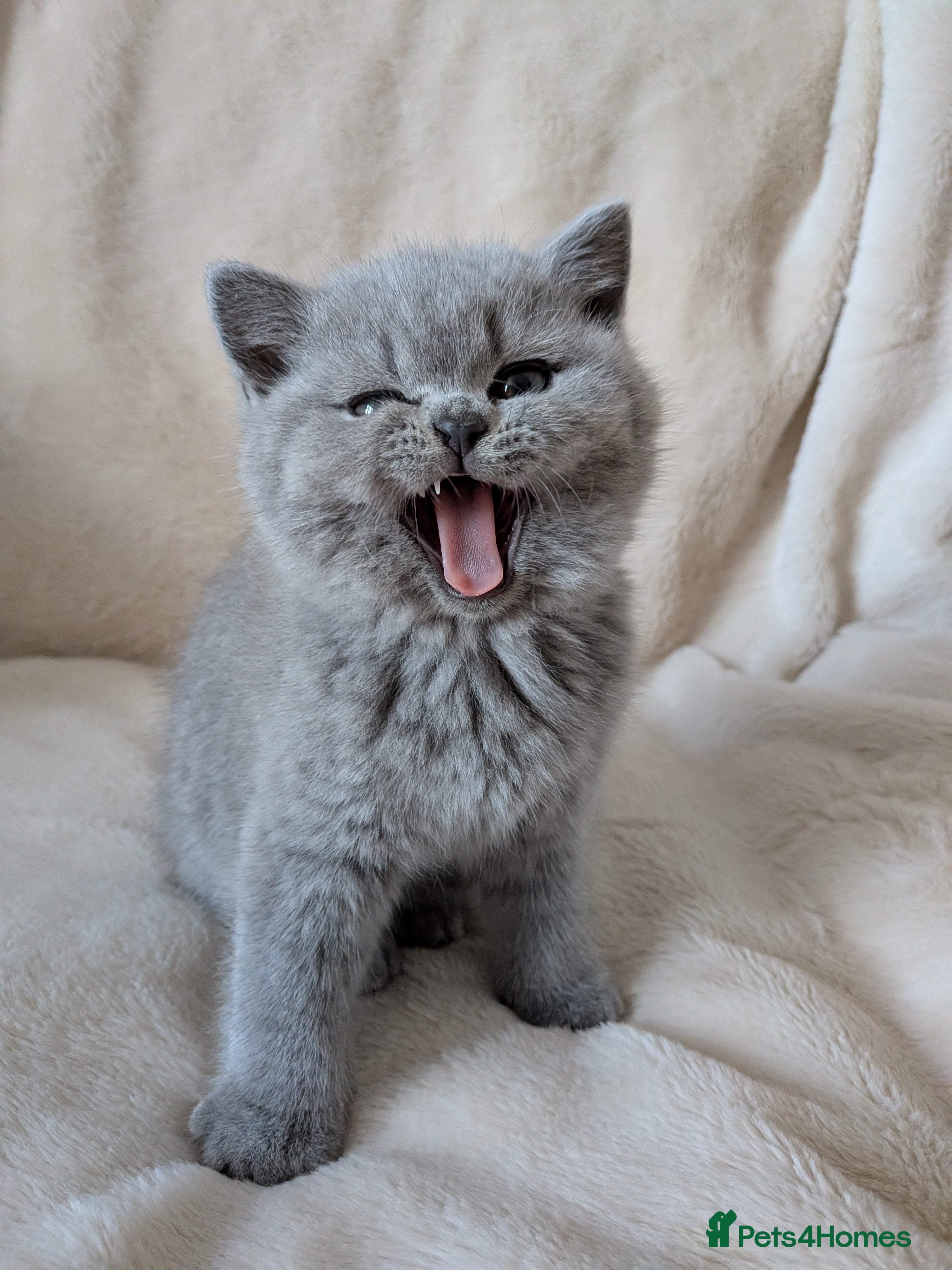 British Shorthair cats Beautiful British Shorthair kittens GCCF reg - Advert 14