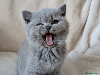 British Shorthair cats Beautiful British Shorthair kittens GCCF reg - Advert 14