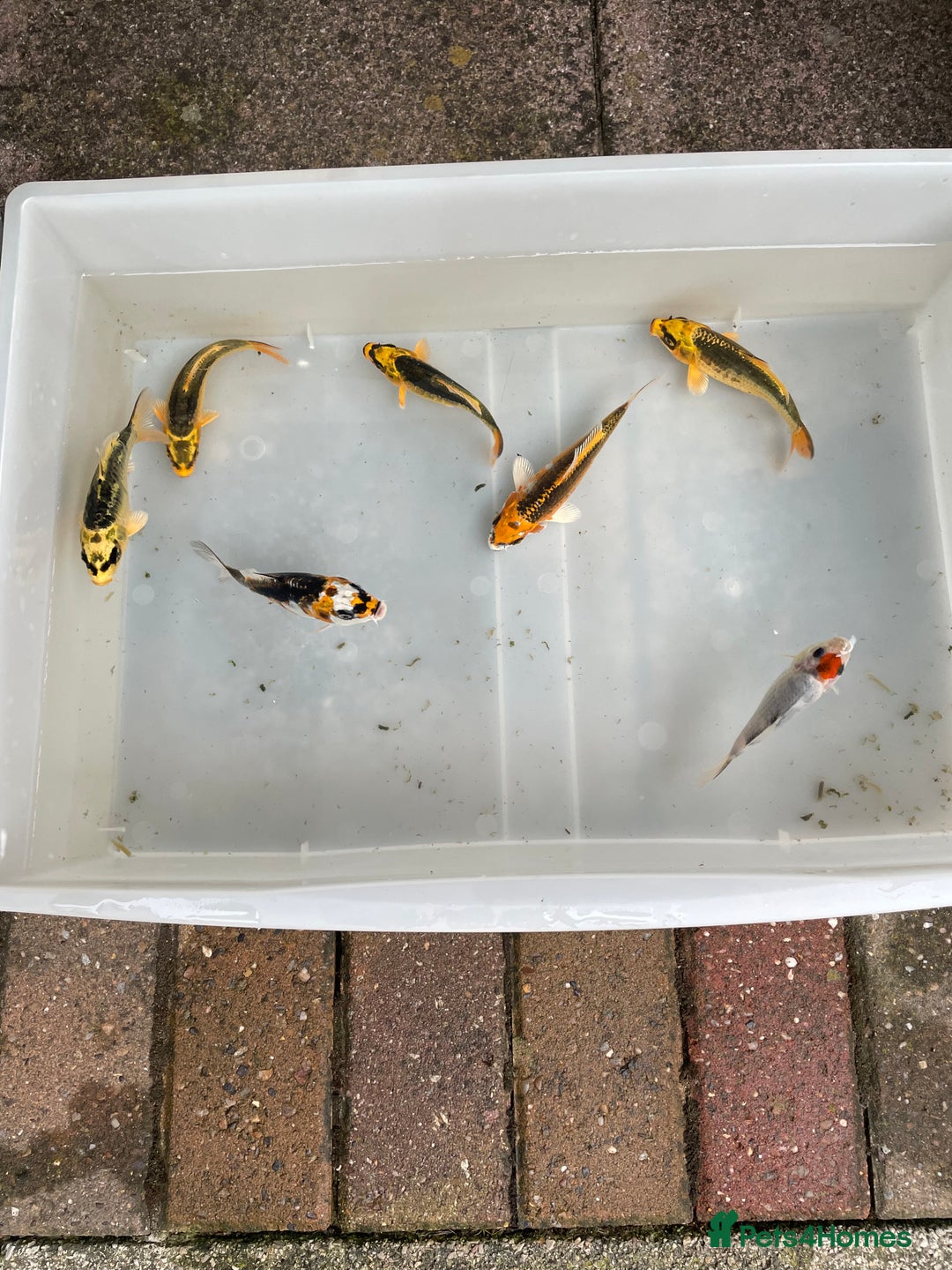 Koi Carp fish for sale: 💥QUALITY KOI CARP COLOURFUL NICE SELECTION💥 - Image 6