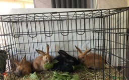 English Spot rabbits for sale: English Rabbits for sale  - Image 3