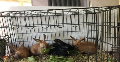 English Spot rabbits - Advert 2