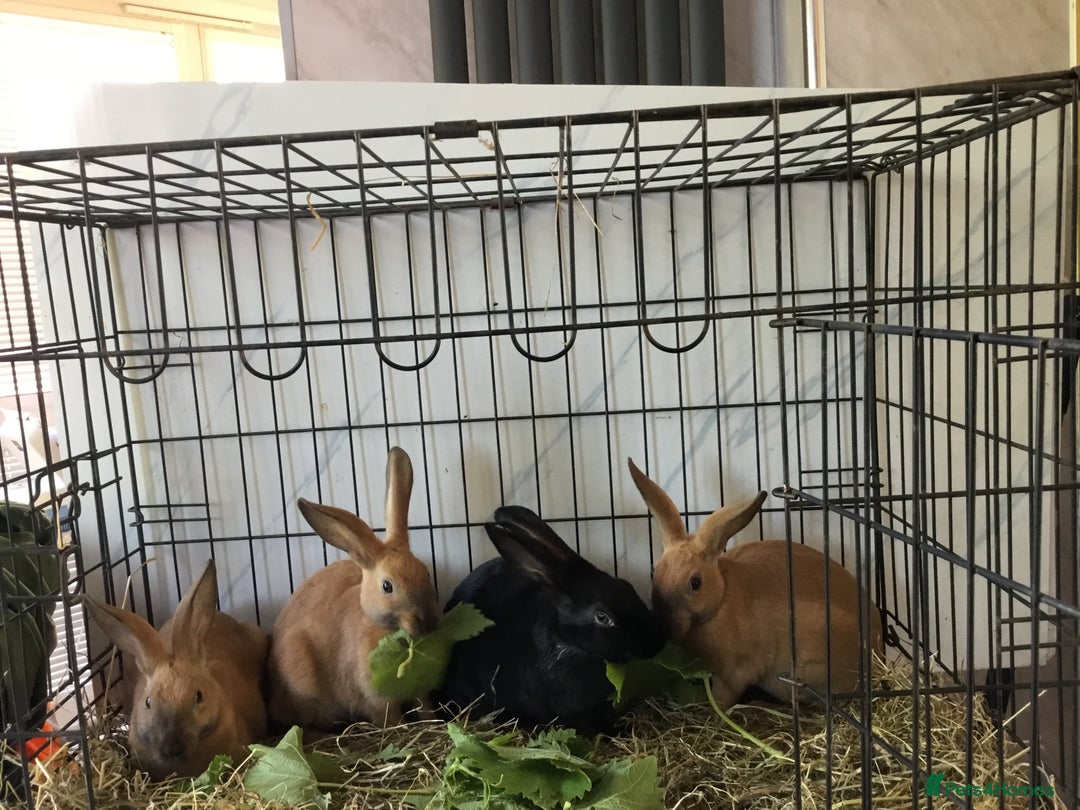 English Spot rabbits for sale: English Rabbits for sale  - Image 3