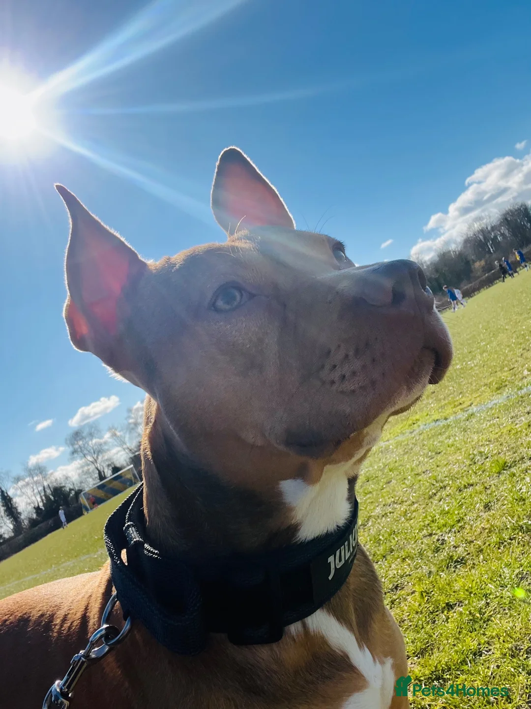Mixed Breed dogs for stud: Staff x in Snodland - Advert 2