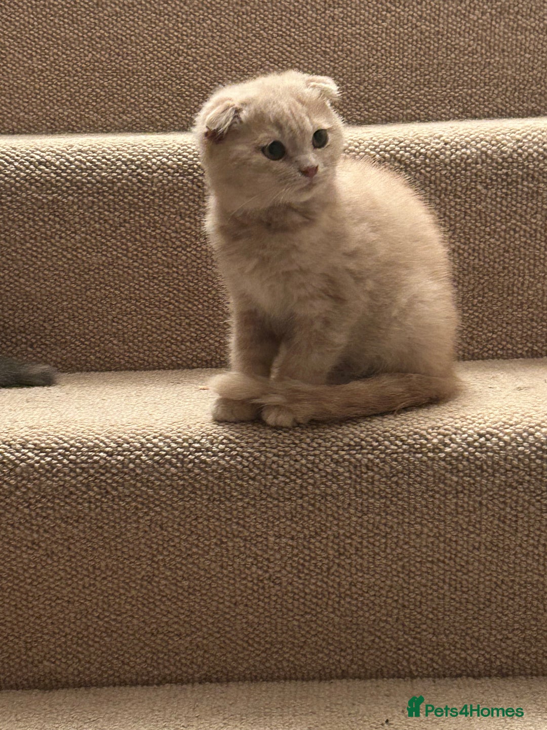 Scottish Fold cats for sale: 🩷🩷🌸Scottish Straight Girl Ready now 🩷🌸 in Haywards Heath - Image 28