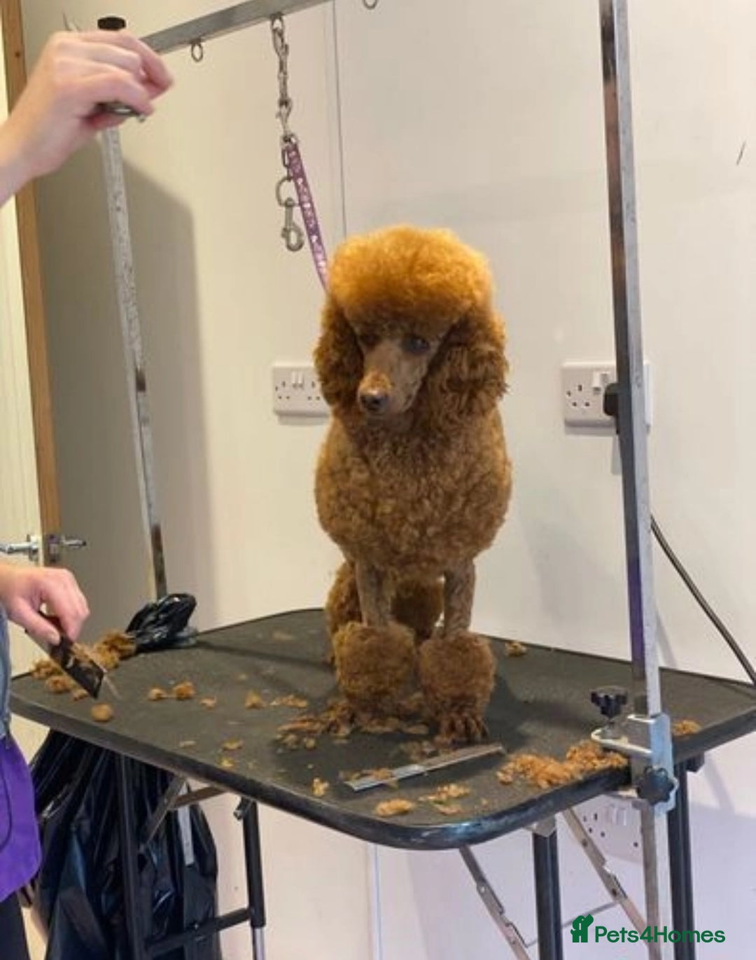 Miniature Poodle dogs for stud: Donnajays 5 * Professional stud HEALTH TESTED in Stafford - Advert 4