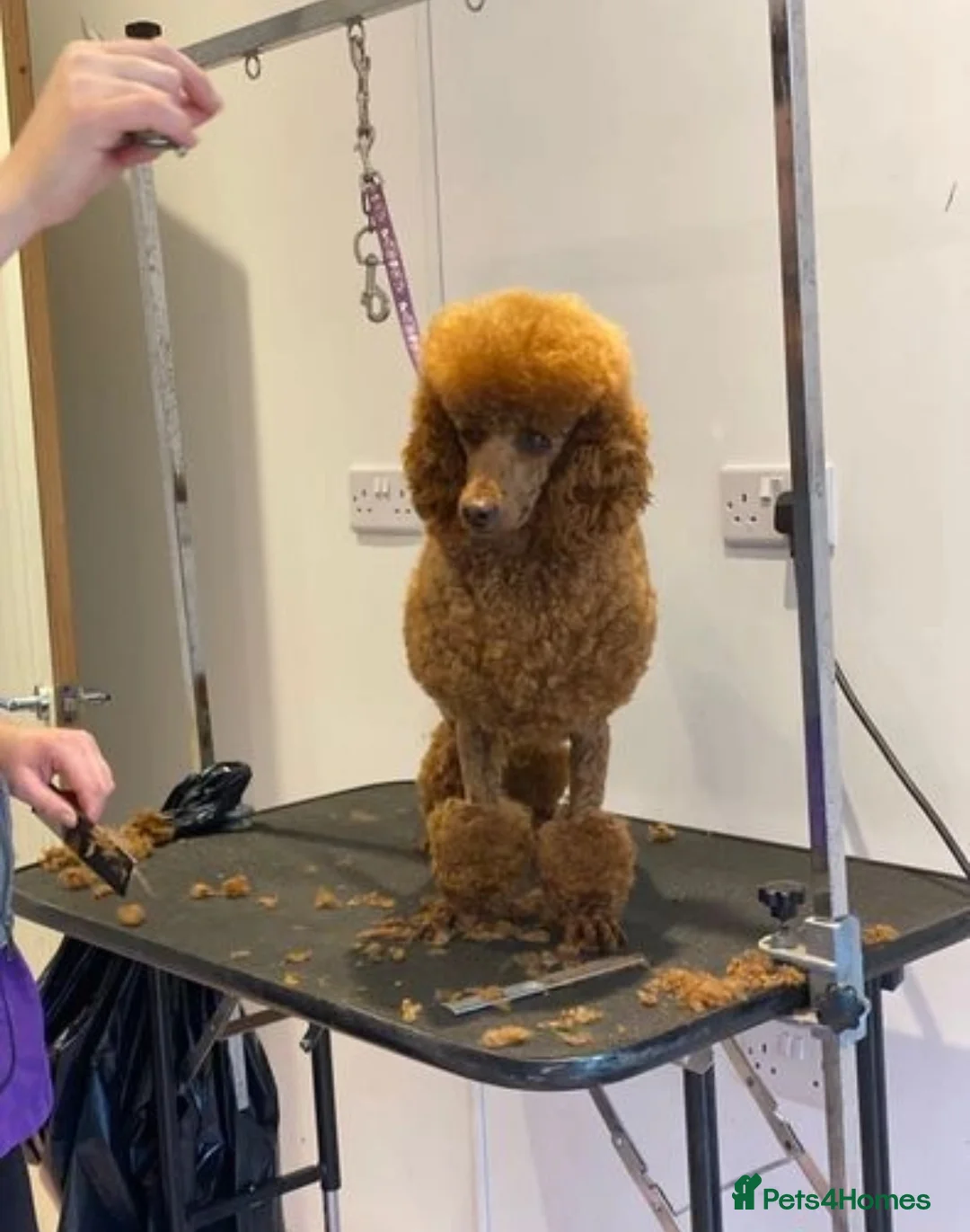 Miniature Poodle dogs for stud: Donnajays 5 * Professional stud HEALTH TESTED in Stafford - Advert 4