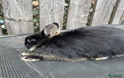 Netherland Dwarf rabbits for sale: Netherlands Dwarf Rabbits - Image 4