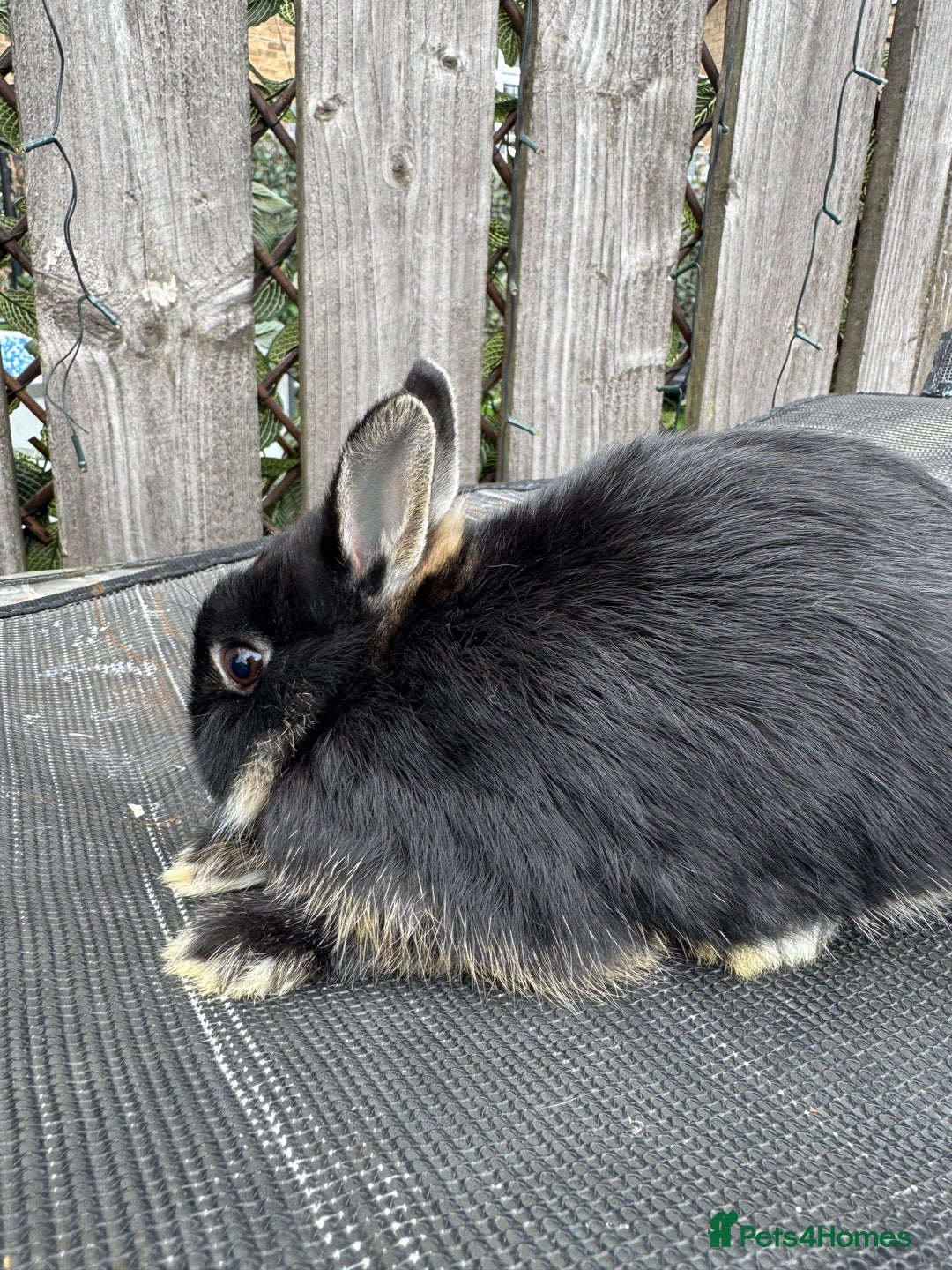 Netherland Dwarf rabbits for sale: Netherlands Dwarf Rabbits - Image 4