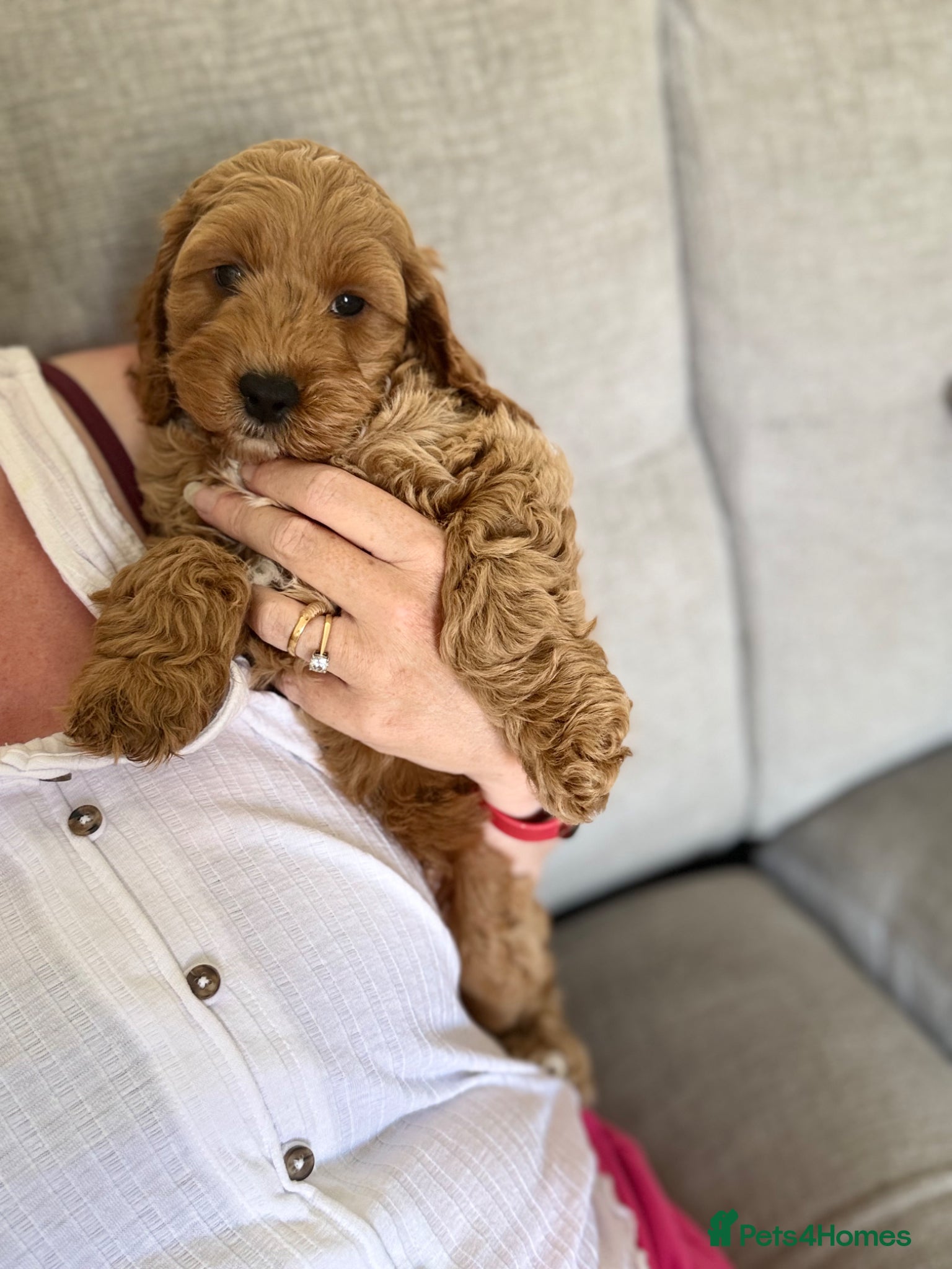 Cockapoo dogs F1 cockapoo puppies READY THIS SATURDAY  - Advert 6