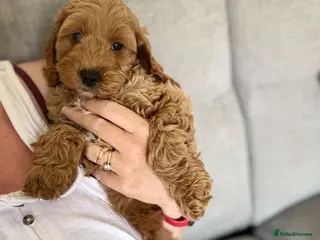 Cockapoo dogs F1 cockapoo puppies READY THIS SATURDAY - Advert 1